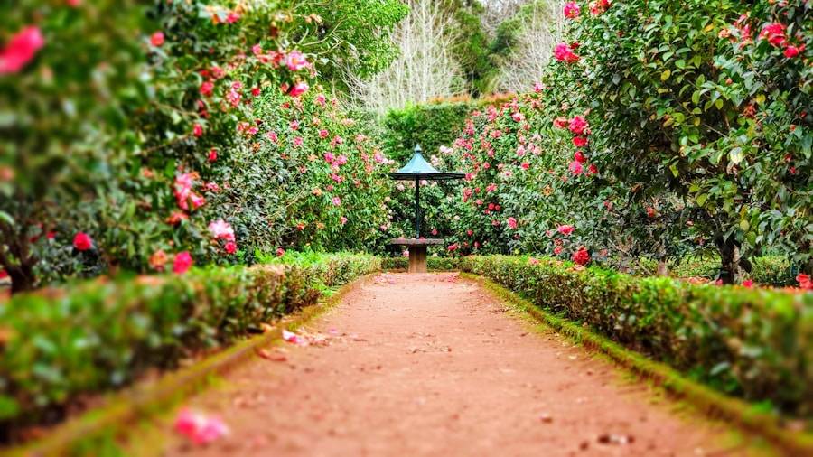 Jardin d'assainissement par phytoépuration