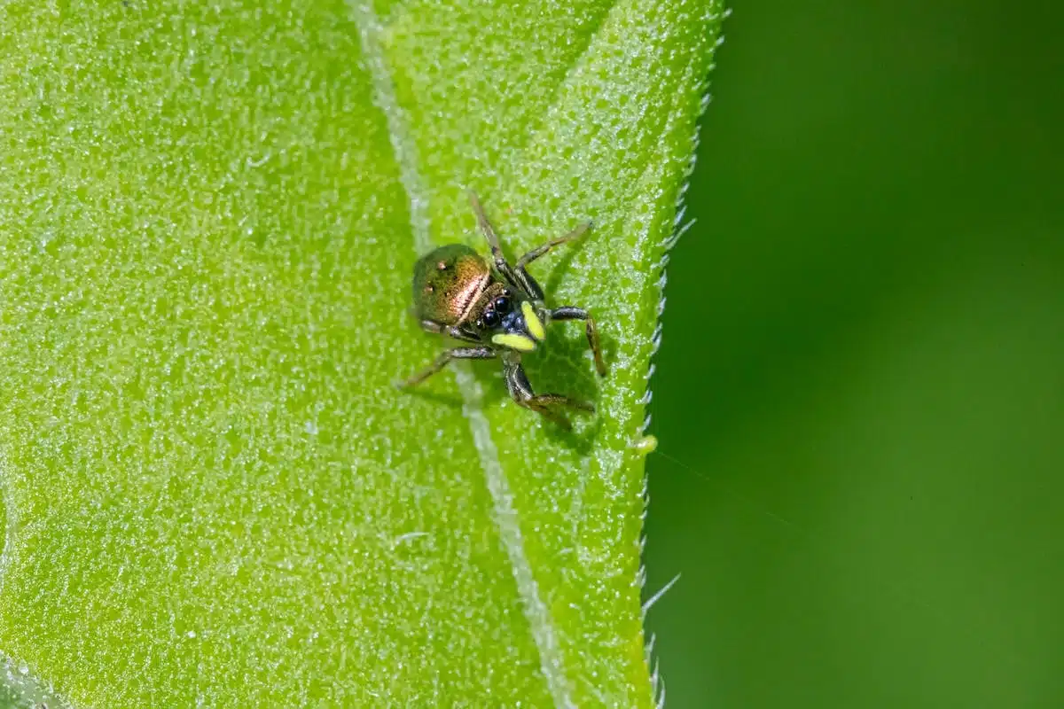agrumes  pucerons