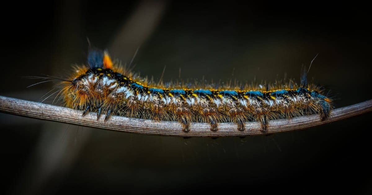 oiseau  chenille