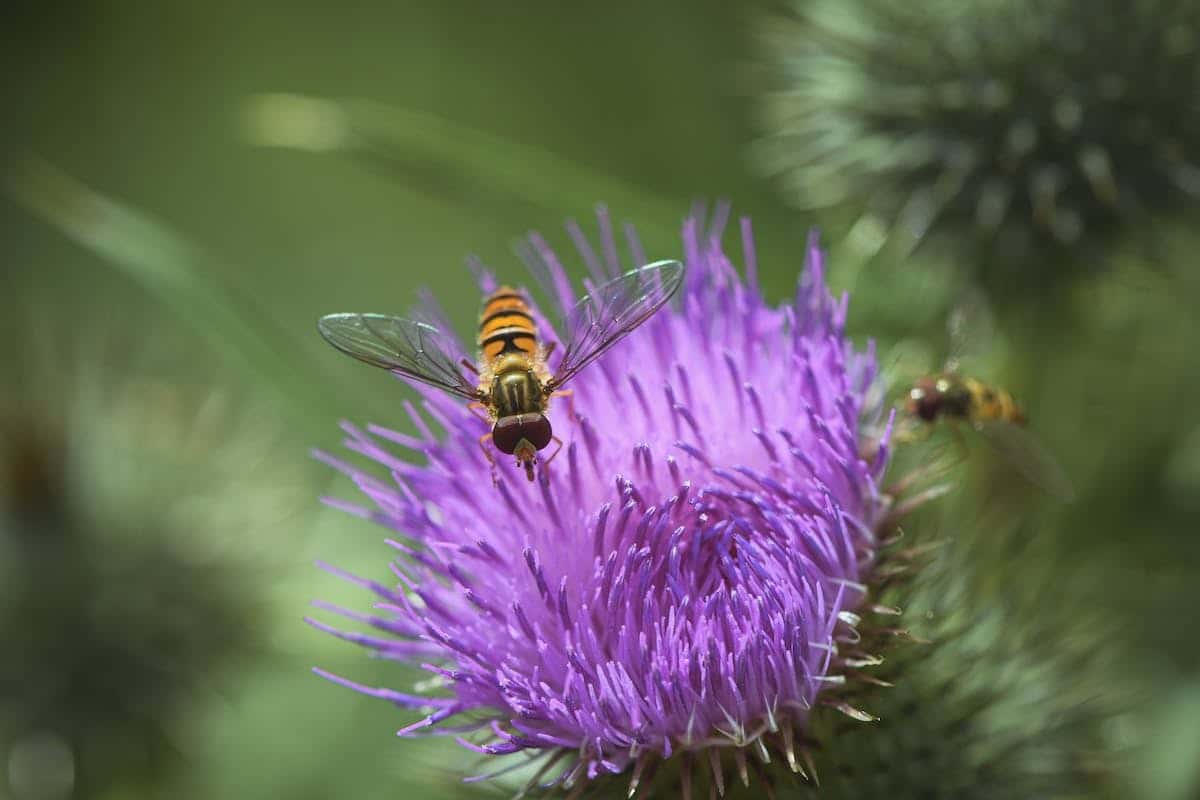 insectes jardiniers