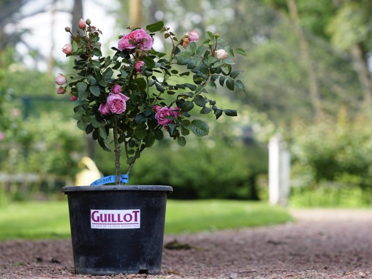Comment faire repartir un rosier ? directhabitat.fr