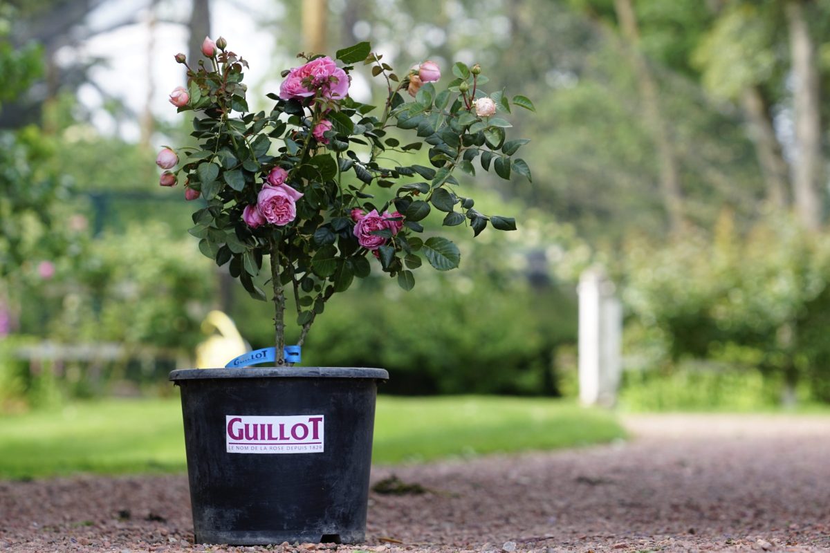 Comment faire repartir un rosier ? directhabitat.fr