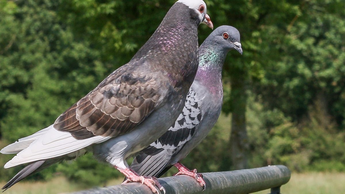 Pigeons en ville : pourquoi les propriétaires ne doivent pas attendre avant d'agir