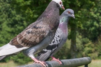 Pigeons en ville : pourquoi les propriétaires ne doivent pas attendre avant d'agir